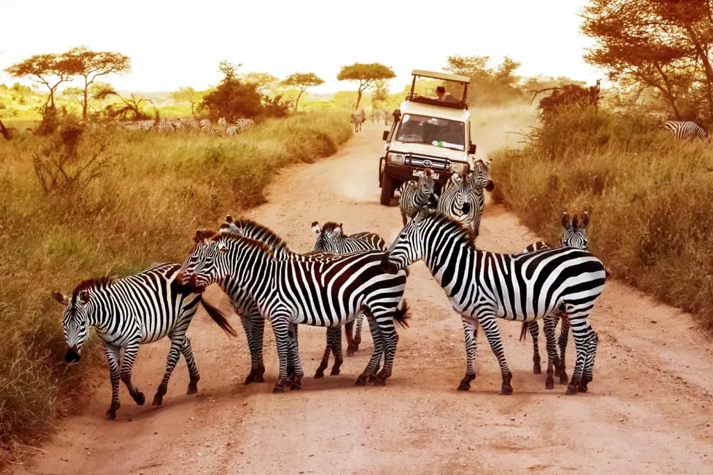 Safari in Tanzania