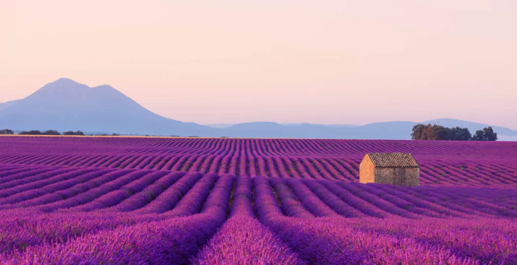 Captivating Lavender France